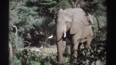 Sudan (1969): Standing Elephant With Tusks Swaying Their Tail In A Wilderness Type