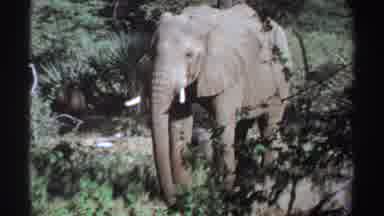 Sudan (1969): An Elephant Is Seen Staring At The Camera While Waving His Tail And