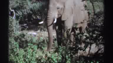 Sudan (1969): An Elephant And Another Animal Eat From Plants Among Lush Vegetation