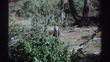 Sudan (1969): African Elephant In Clearing Among Trees And Shrubs Sunlight