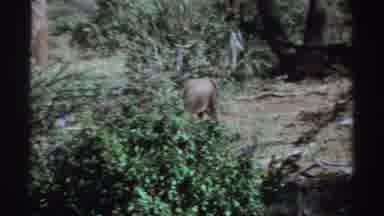 Sudan (1969): A Single Elephant Spotted By Himself Appears To Be Lost As He Looks