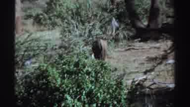 Sudan (1969): African Elephants And Primate In Area With Vegetation Trees Shrubs
