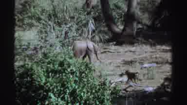 Sudan (1969): Elephant Playing With Stick In Jungle Like Setting While Small