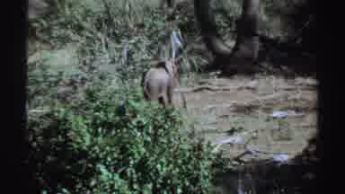 Sudan (1969): An Adult African Elephant And Her Calf Traveling