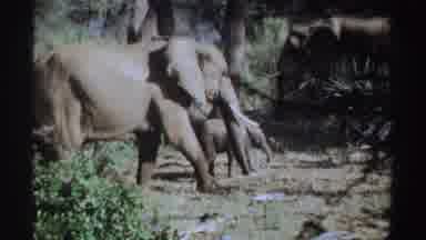 Sudan (1969): Two African Elephants One Adult One Baby Walking Through Clearing In