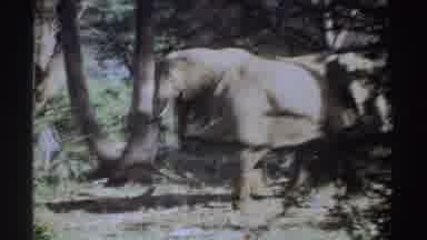Sudan (1969): Brown Horses On A Farm Eating Grass With No One Around With Sunny