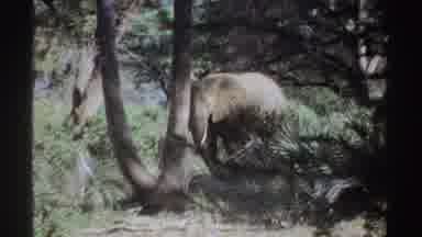 Sudan (1969): African Elephants In Wooded Area With Shrubs And Trees Shady And
