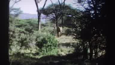 Sudan (1969): Elephants And Other Animals Walking Around The Tall Green Trees In
