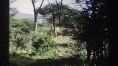 Sudan (1969): Elephants Walking In Wilderness