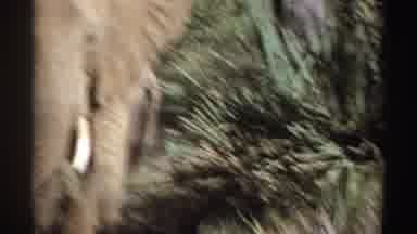 Sudan (1969): Scenes Of African Elephants And Primates Moving Through Grassland