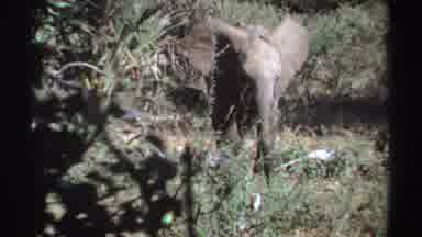 Sudan (1969): African Elephant Walks Through High Grass Are With Trees And Shrubs