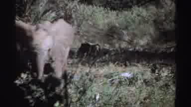 Sudan (1969): Filming A Gray Elephant In The Woods As He Walks Slowly