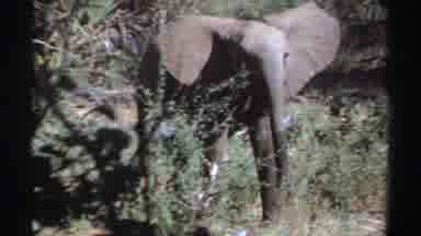 Sudan (1969): Lone Elephant Walking Through Field On A Bright Sunny Day