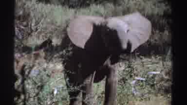 Sudan (1969): Young Elephant With A Baboon Walking Behind