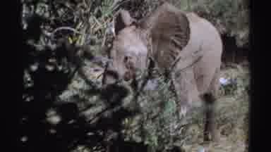 Sudan (1969): Elephant Walking On Ground And A Monkey Walking In A Tree