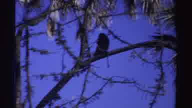 Sudan (1969): A Monkey Sitting In A Tree