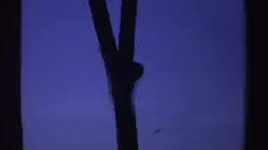 Sudan (1969): In Inter cut A Bird Perches In A Tree And Watches A Small Monkey