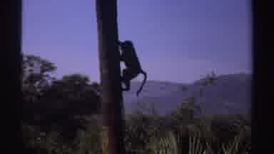 Sudan (1969): Monkey Climbing Down From The Tall Thin Trunk Of A Tree And