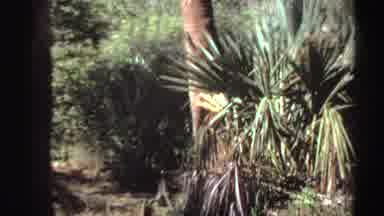 Sudan (1969): Monkeys Running Around In The Thick Forest On A Sunny Afternoon