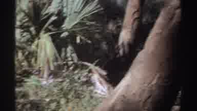 Sudan (1969): Animal Climb Tree Blue Sky Mountain Palm Up Shaky Nature
