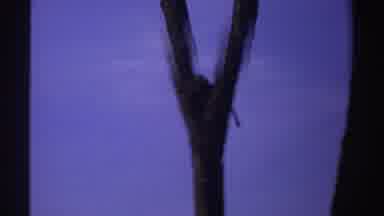 Sudan (1969): Group Of Small Monkeys Have Fun And Jump From Twig To Twig