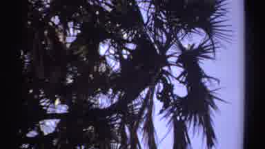 Sudan (1969): The Monkeys Are Playing On The Top Of The Tree