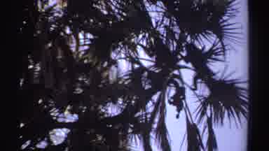 Sudan (1969): Monkeys Jumping Through The Branches Of A Coconut Tree