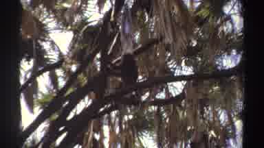 Sudan (1969): Exploring Nature's Gifts In The Wild Tropics