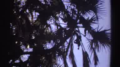 Sudan (1969): The Foliage On Branches Of A Tree Followed By A Tortoise Crossing A