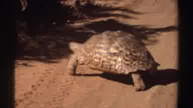 Sudan (1969): Turtle Slowly Crosses The Muddy Street Towards The Forest