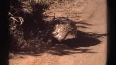 Sudan (1969): Large Tortoise Walks Alongside Dirt Road On A Sunny Day