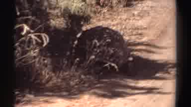 Sudan (1969): Tortoise Move Slowly Around Trying To Crawl To Safety