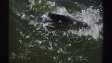 Sudan (1969): Fish Caught On The Line Thrashes In The Water As Someone Tries To