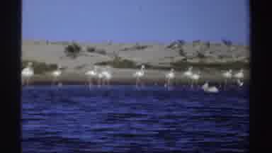 Sudan (1969): Storks Walking Across Lake