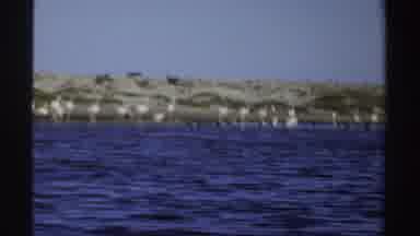 Sudan (1969): White Flamingos On The Seashore