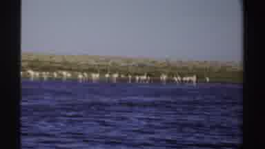 Sudan (1969): Flamingo Exploring The Water