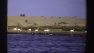 Sudan (1969): A Home Movie Depicting A Flock Of Wild Birds Walking In The Water