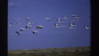 SUDAN-1969: Flock Of Flamingos Flying In Formation Across Blue Sky