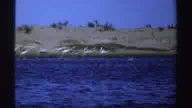 Sudan (1969): Group Of Seagulls Flying Above The Deep Blue Sea