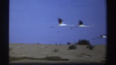 Sudan (1969): Flight To The Shore