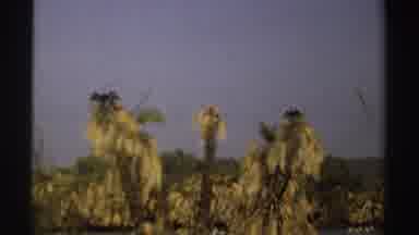Sudan (1969): View Of Drooping Tan Palm Trees On A Clear Day