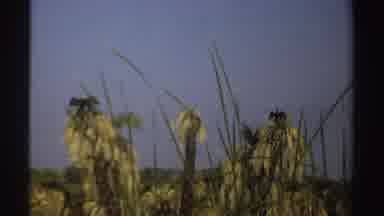 Sudan (1969): Large Bird Atop Dying Palm Tree