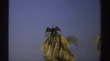 Sudan (1969): Gangling With Wings Outstretched Sitting Atop A Palm Tree Blue Sky