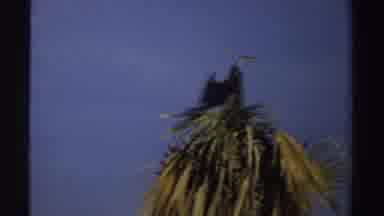 Sudan (1969): View Of Grey Bird Sitting Palm Tree On A Sunny Day