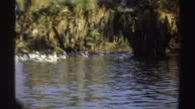 Sudan (1969): Pod Of Swimming Pelicans Underneath Trees In The Water
