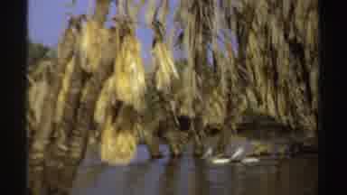 Sudan (1969): Pelicans In A River Swimming In Couples In A Big River