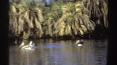Sudan (1969): Birds Comfortably Swimming In A Small Secluded Lake