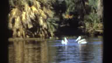 Sudan (1969): Two Beautiful Swans Get Together On A Sunny And Romantic Afternoon