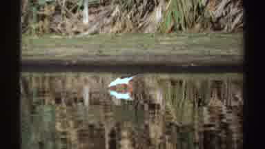 Sudan (1969): White Bird With Blue Walking On The Green Leaves And Above The