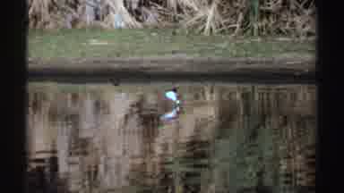 Sudan (1969): Black Necked Stilt With Pink Legs Wades In Shallow Pool Of Water